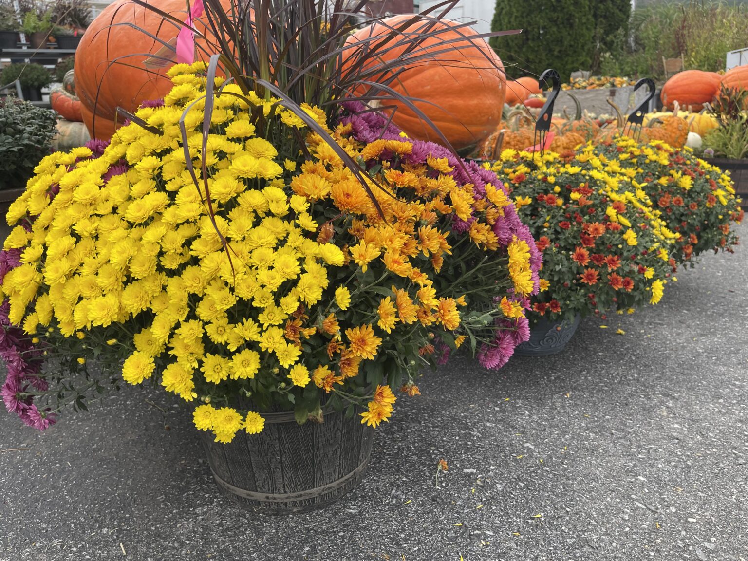 Flowers at Catoctin Mountain Orchard