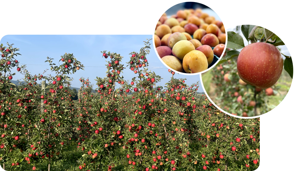 Fruits and vegetables