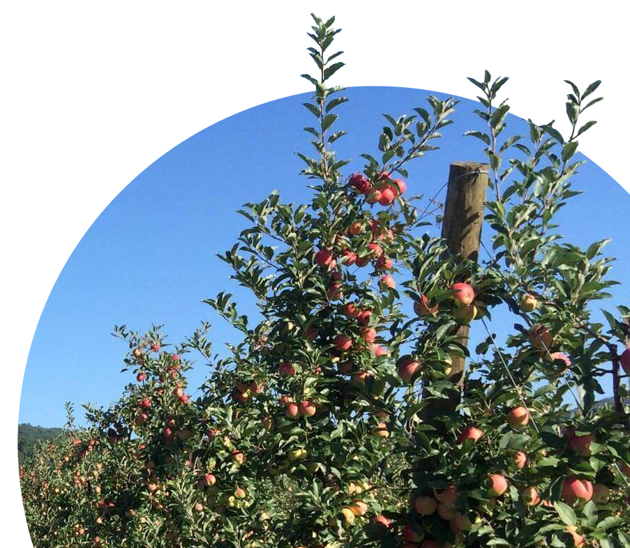 An apple tree